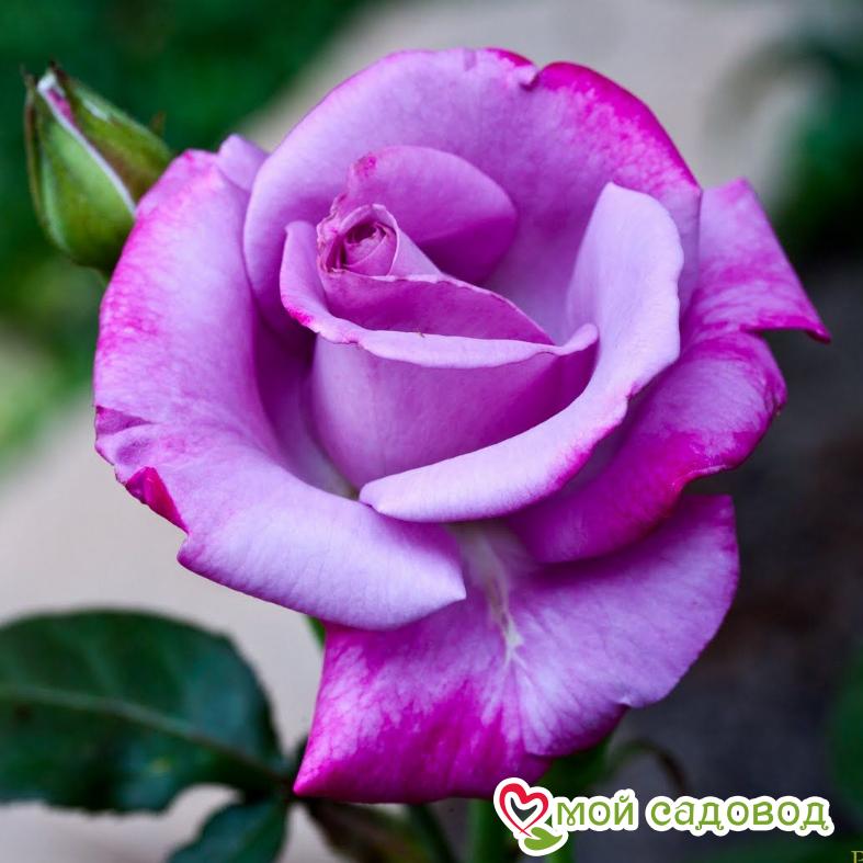 Роза чайно-гибридная Аметист
