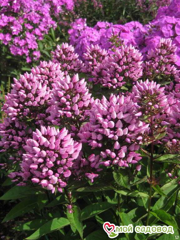 Флокс Бутоник